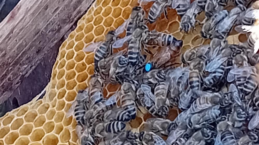 Die Kinder hatten die Möglichkeit, die Bienen aus nächster Nähe zu beobachten