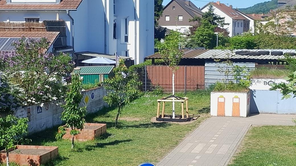 Vier neue Bäume wurden gepflanzt
