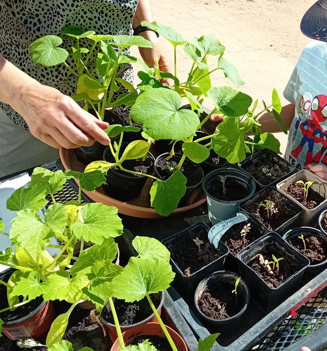 Endlich ist Erntezeit im Nutzgarten