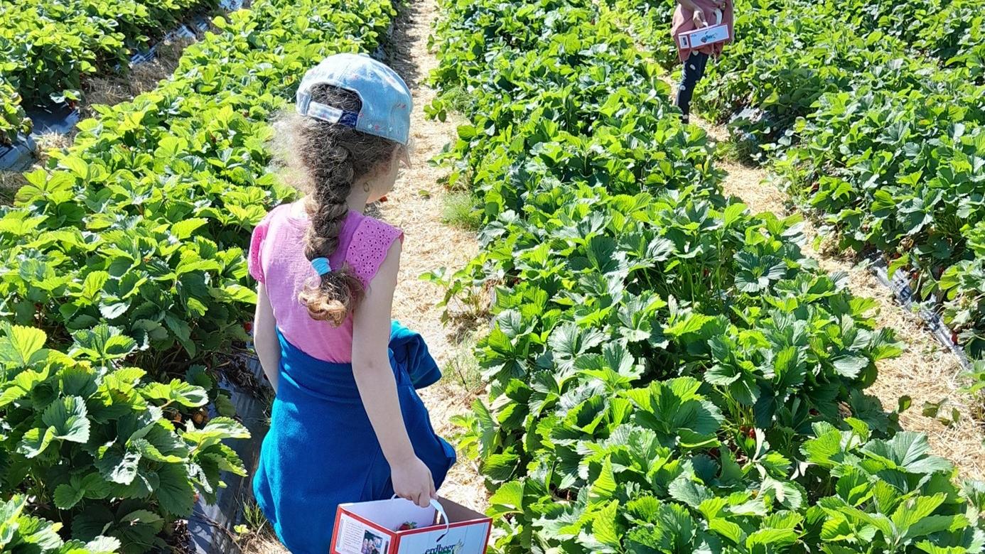Die Kinder füllten ihre Körbe mit leckeren Erdbeeren