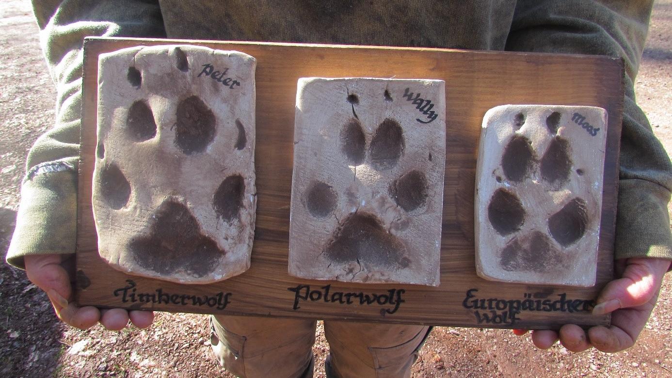 Im Projekt wurde den Kindern viel Wissen zu Wölfen vermittelt