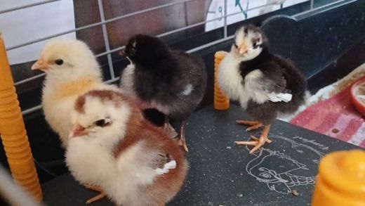 Nach 21 Tagen freuten sich die Kinder über die ersten Küken